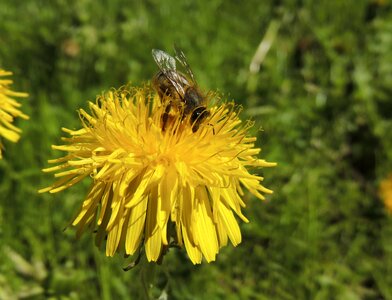 Honey meadow dandelion photo