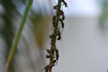 Wasp hornet insect photo