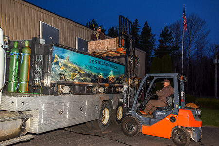 FWS loading juvenile lake trout onto hatchery trucks at Pendills Creek NFH