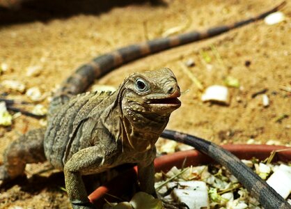 Cuban Rock Iguana Reptile Desert