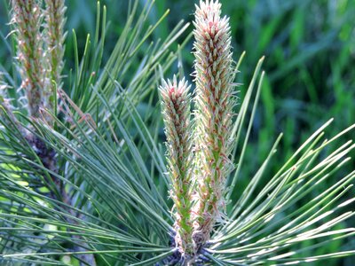 Conifers white spruce plant photo