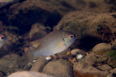 Juvenile redbreast sunfish-1