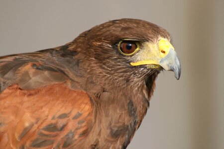 Birds raptor big bill