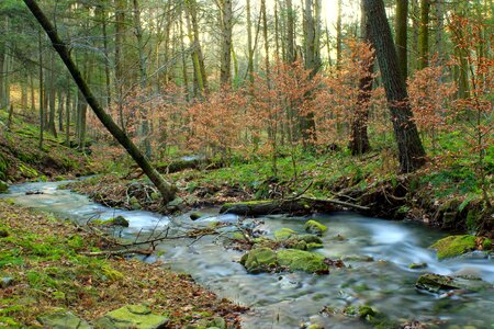 Creek ecology environment photo