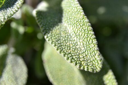 Salvia officinalis silver-green plant