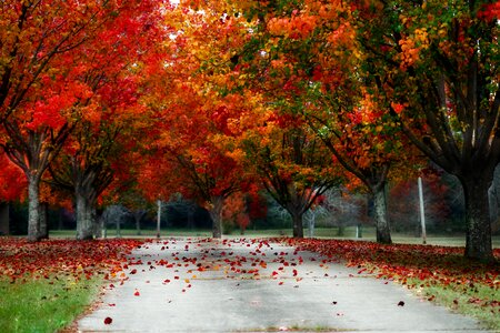 Scenic beautiful autumn photo