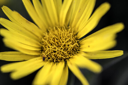 Small Bug on Yellow Flower Core
