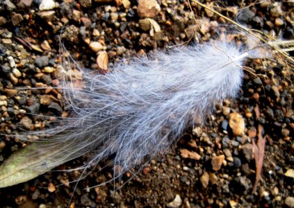 Nature animal soft