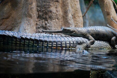 Crocodile animal the prague zoo