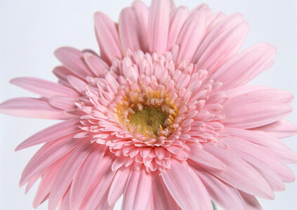 Chrysanthemum daisy