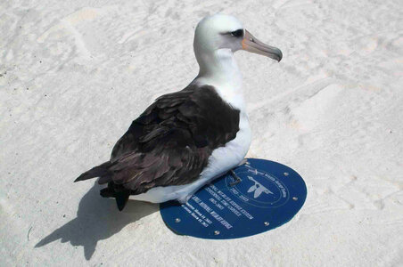 Laysan albatross resting on the refuge time capsule photo