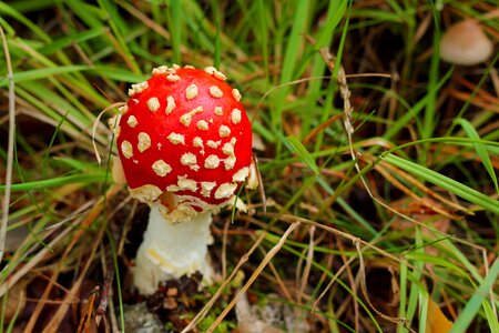 Red toadstool forest mushroom photo