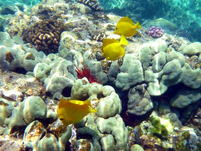 Fauna marine hawaii