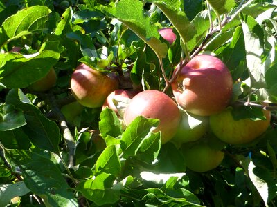 Fruit apple delicious