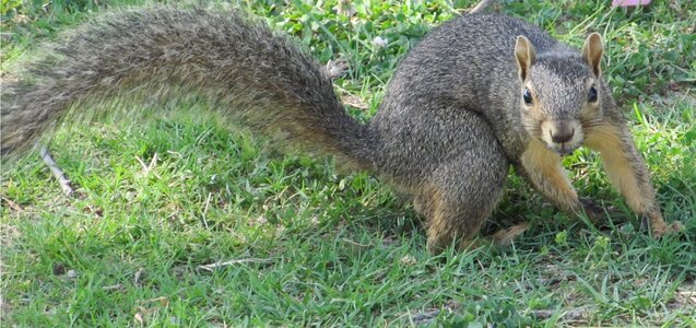 Ground turn foraging photo