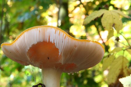 Mushroom mushrooms moist