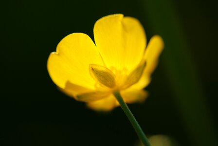 Yellow buttercup backlighting