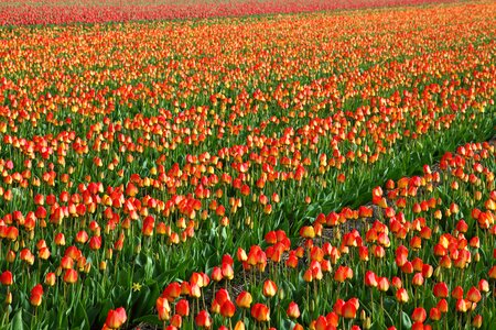 Fields orange red photo