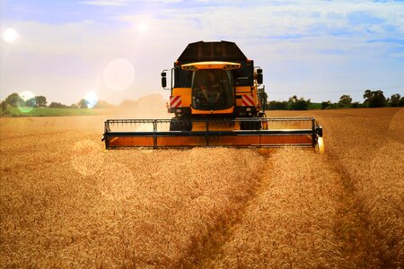 Harvester wheat harvest