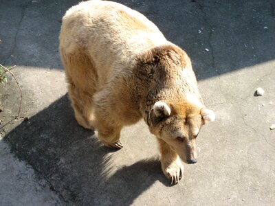 Brown bear light brown asphalt