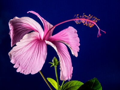 Flower pink marshmallow photo