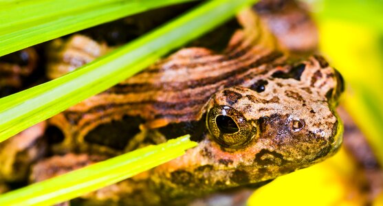 Anuran frog amphibians photo