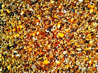 Canola corn rice