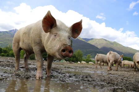 Livestock happy pig farm photo
