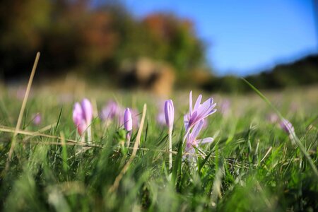 Beautiful Flowers bloom blooming photo