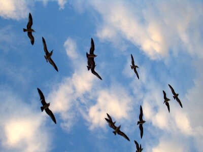 Sky seagull silhouettes photo