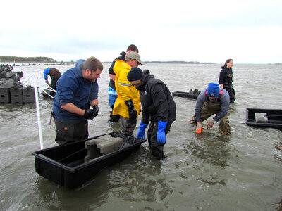Refuge staff and volunteers and The Nature Conservancy volunteers build oyster castles-2