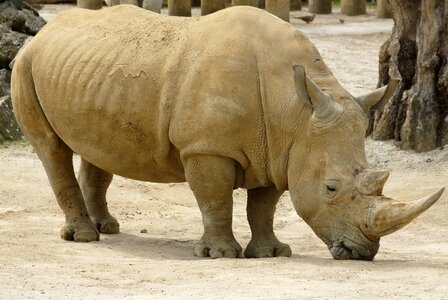 Bihorned twohorned wild