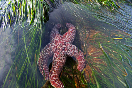 Ochre star -4