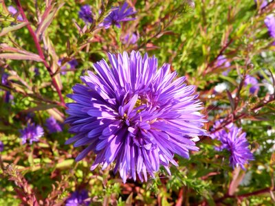 Beautiful Flowers blooming blossom photo