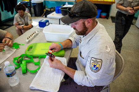 FWS biologist measures endangered Purple Cats's Paw mussel-3