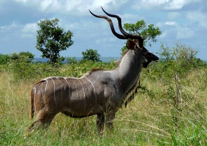 Animal wilderness safari