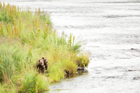 Pair of Kodiak brown bear cubs