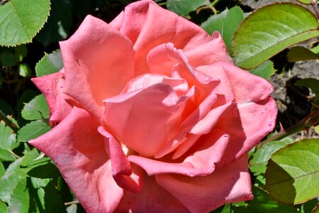 Flower Garden pinkish roses photo
