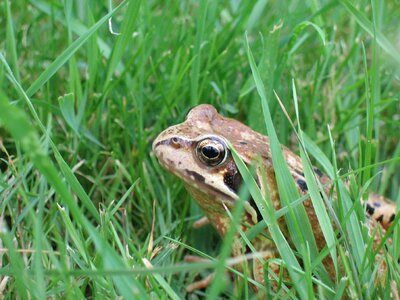 Frog grass green photo