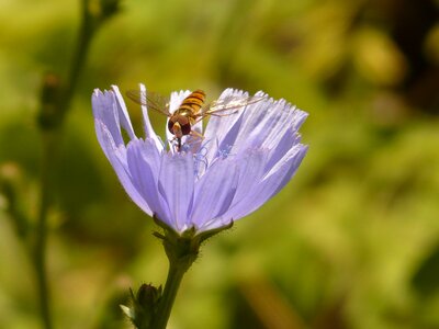 Common chicory chicory flower