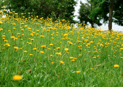 Field of yellow spring flowers in feild photo
