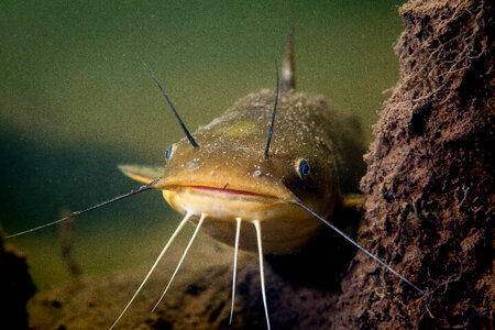 Yellow bullhead catfish-1