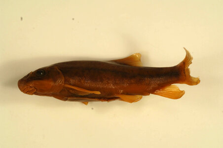 Catostomus commersonii-1