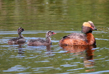 Horned grebe with Young photo