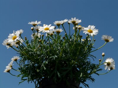 Ornamental plant blossom bloom photo