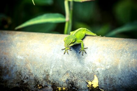 Animal fauna gecko photo