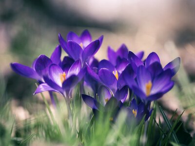 Closeup of Beautiful Purple Crocuses in the Spring Time photo