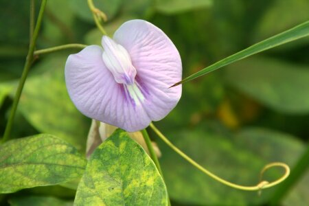 Shame flower clitoria blossom