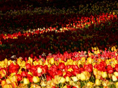 Beautiful Flowers bloom blooming