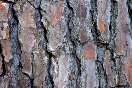 Bark tree bark background photo